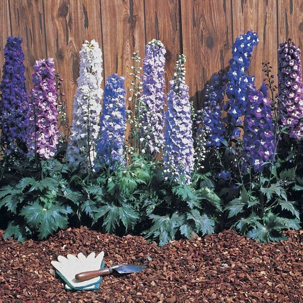 Picture of: Magic Fountain Mix Delphinium Seeds  Park Seed